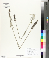 Lavandula x intermedia image