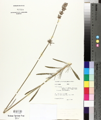 Lavandula x intermedia image