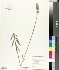 Lavandula x intermedia image