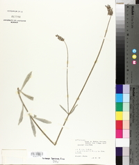 Lavandula lanata image