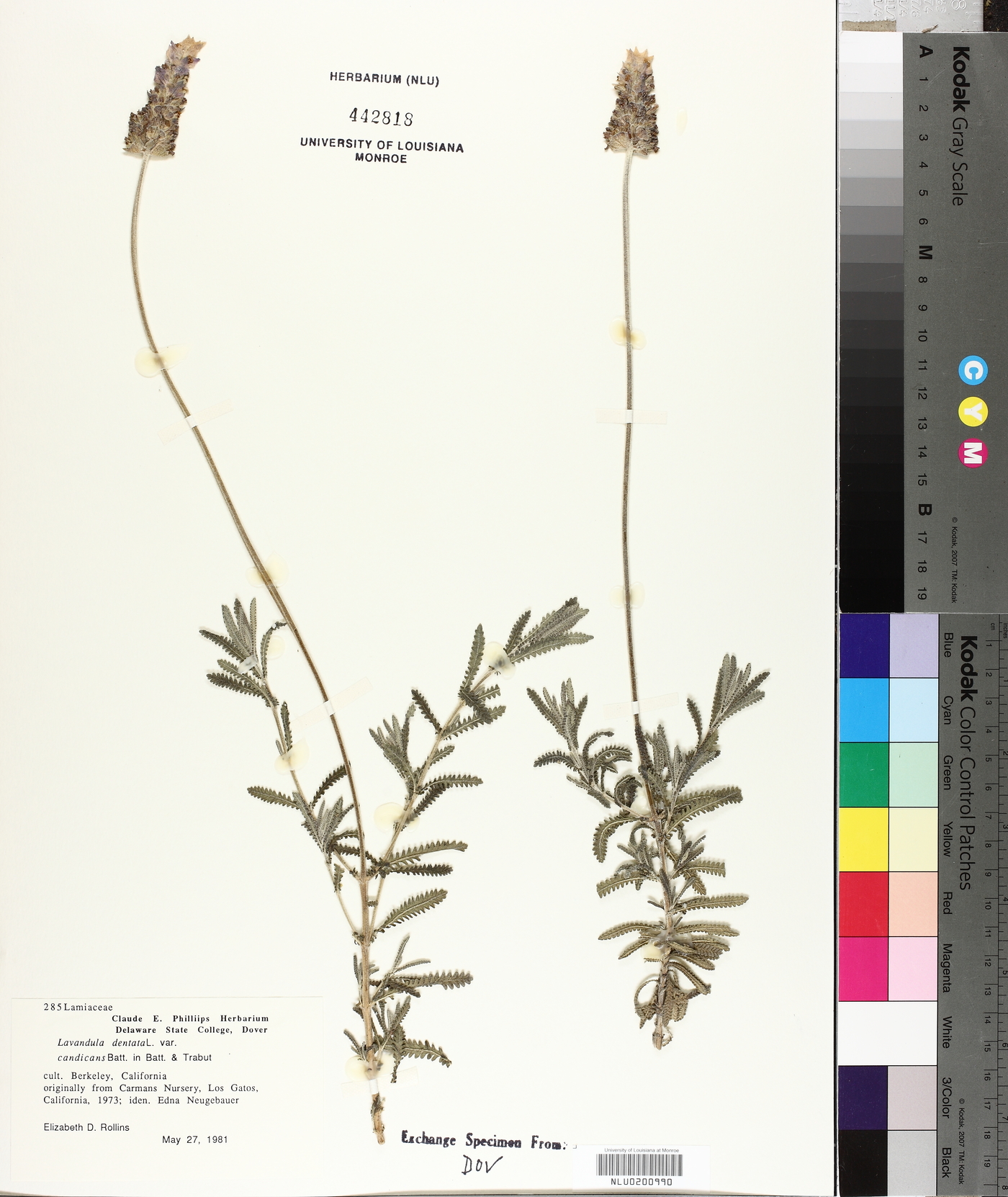 Lavandula dentata var. candicans image