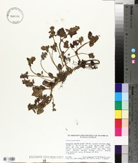 Lamium purpureum image