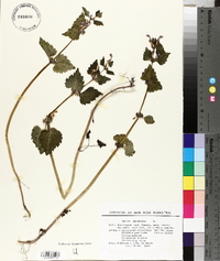 Lamium maculatum image