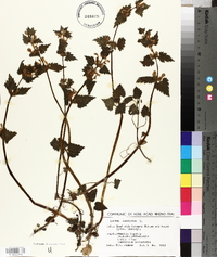 Lamium maculatum image