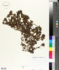 Lamium purpureum image