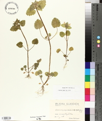 Lamium purpureum image