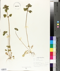 Lamium purpureum image