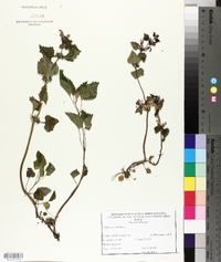 Lamium maculatum image