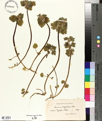 Lamium purpureum var. hybridum image