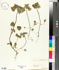 Lamium purpureum var. hybridum image