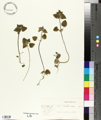 Lamium purpureum var. hybridum image