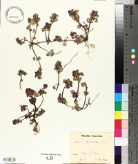 Lamium purpureum var. hybridum image