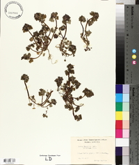 Lamium purpureum var. hybridum image