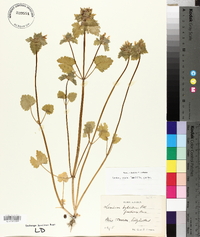 Lamium purpureum image