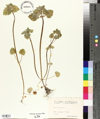 Lamium purpureum var. hybridum image