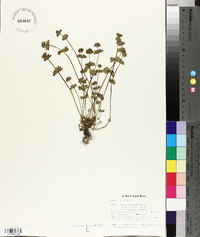 Lamium amplexicaule subsp. amplexicaule image