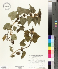 Lamium album image