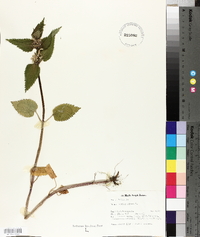 Lamium album image