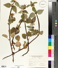 Lamium album image