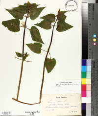 Lamium album image
