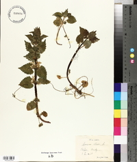 Lamium album image