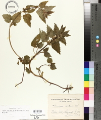 Lamium album image