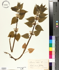 Lamium album image