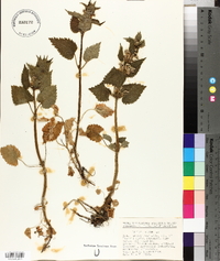 Lamium album image