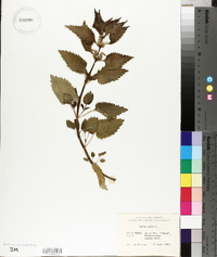 Lamium album image
