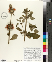 Leonotis nepetaefolia image