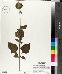 Leonotis nepetifolia image
