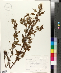 Leonurus cardiaca image