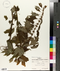 Leonurus cardiaca image