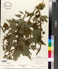 Leonurus cardiaca image