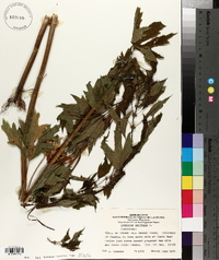 Leonurus cardiaca image
