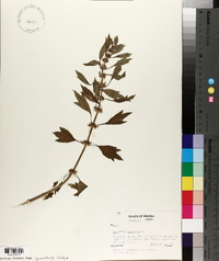 Leonurus cardiaca image