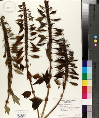 Leonurus cardiaca image