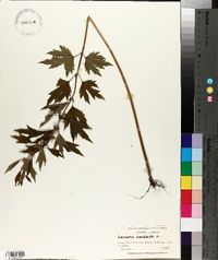 Leonurus cardiaca image