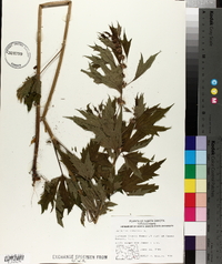 Leonurus cardiaca image