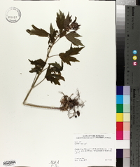 Leonurus cardiaca image