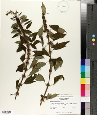 Leonurus cardiaca image