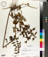 Leonurus cardiaca image