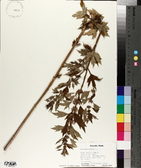 Leonurus cardiaca image
