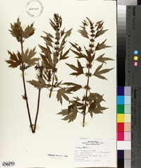 Leonurus cardiaca image
