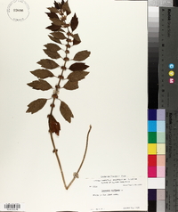 Leonurus cardiaca image