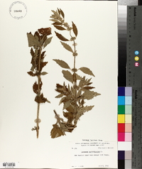 Chaiturus marrubiastrum image