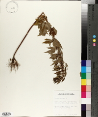 Leonurus cardiaca image