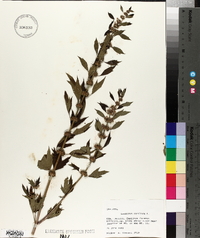Leonurus cardiaca image