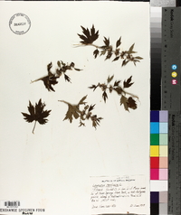 Leonurus cardiaca image