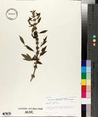 Leonurus cardiaca image